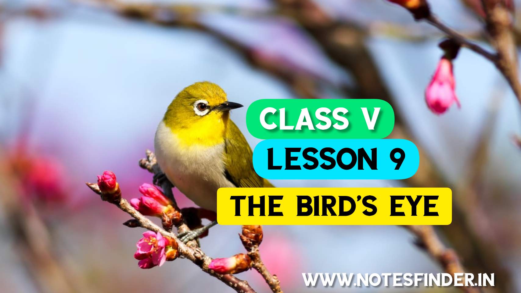 The Bird’s Eye (Lesson 9) Bengali Meaning | Question Answers | Class V English